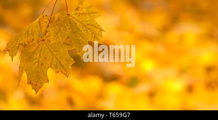 Orange Herbstlaub Hintergrund mit sehr flachen Fokus Stockfoto