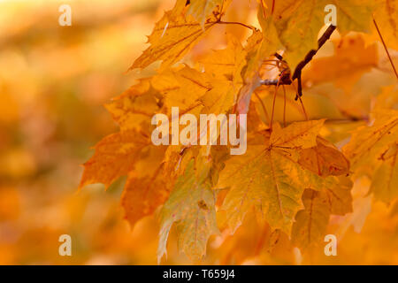 Herbst Orange Hintergrund mit sehr flachen Fokus Stockfoto