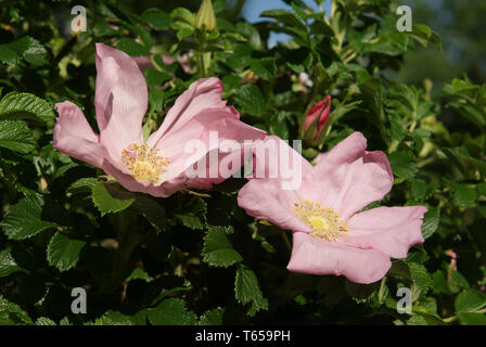 Hagebutte oder Hund Rose, Rosa Canina Stockfoto
