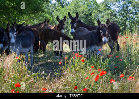 Esel, Marken oder Marken, einer Region in Italien Stockfoto