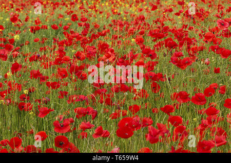 Mais Mohn oder headwark, Papaver rhoeas Stockfoto