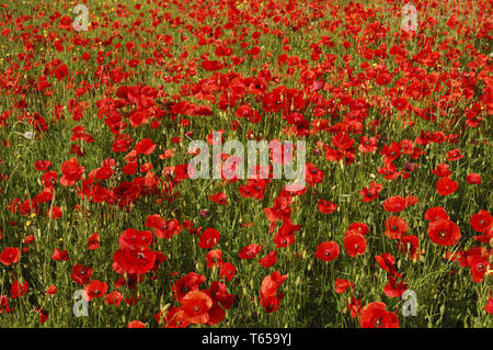 Mais Mohn oder headwark, Papaver rhoeas Stockfoto