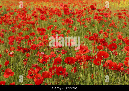 Mais Mohn oder headwark, Papaver rhoeas Stockfoto