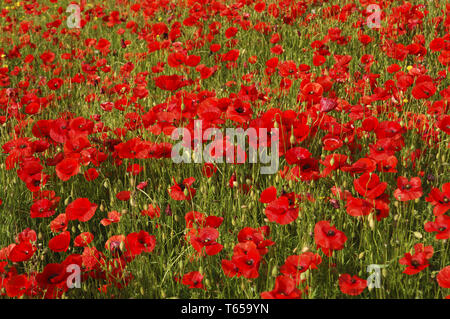 Mais Mohn oder headwark, Papaver rhoeas Stockfoto