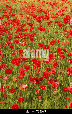 Mais Mohn oder headwark, Papaver rhoeas Stockfoto