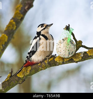 Großen beschmutzt Specht Dendrocopos großen Stockfoto