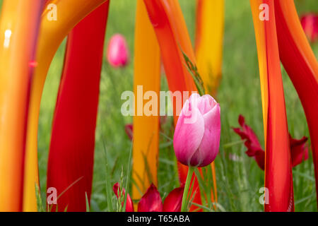 Ausstellung von Künstler Dale Chihuly unter den Tulpen im langen Gras in Kew Gardens UK. Die Installation ist Teil der "Reflexionen über die Natur"-Ausstellung Stockfoto