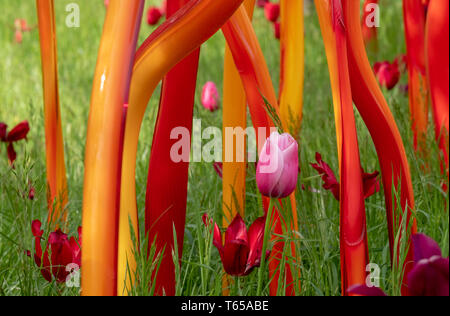 Ausstellung von Künstler Dale Chihuly unter den Tulpen im langen Gras in Kew Gardens UK. Die Installation ist Teil der "Reflexionen über die Natur"-Ausstellung Stockfoto
