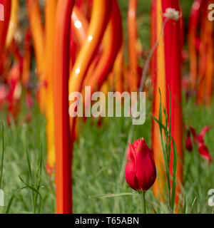 Ausstellung von Künstler Dale Chihuly unter den Tulpen im langen Gras in Kew Gardens UK. Die Installation ist Teil der "Reflexionen über die Natur"-Ausstellung Stockfoto