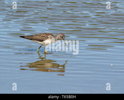 Greenshank Wader Filey Dämme Stockfoto