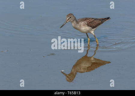Greenshank Wader Filey Dämme Stockfoto