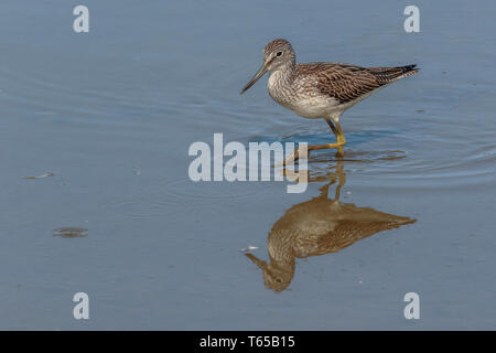 Greenshank Wader Filey Dämme Stockfoto