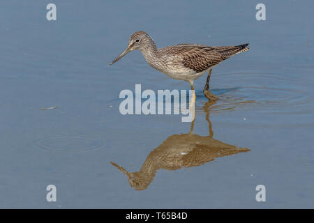 Greenshank Wader Filey Dämme Stockfoto