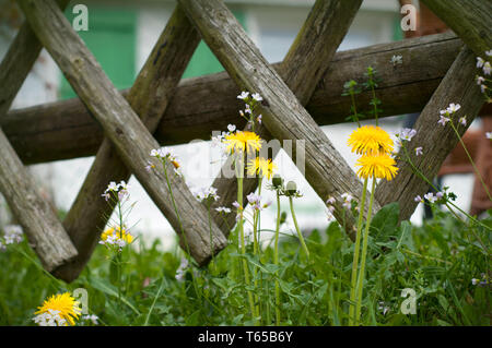 Holzzaun und blühende Blumen, in der Nähe vom Haus. Löwenzahn wächst in der Nähe von Holzzaun. Retro Holzzaun Stockfoto