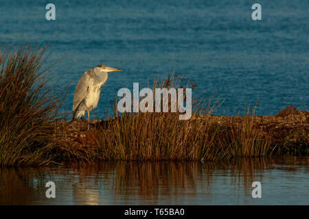 Graureiher Filey Dämme Stockfoto