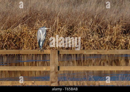 Graureiher Filey Dämme Stockfoto