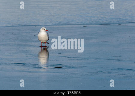 Schwarze Leitung Möwe auf Eis Filey Dämme Stockfoto