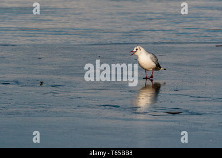 Schwarze Leitung Möwe auf Eis Filey Dämme Stockfoto