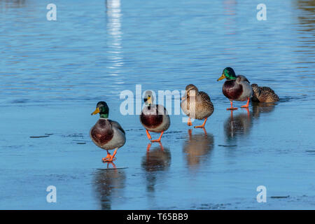 Enten in einer Reihe Stockente Stockfoto