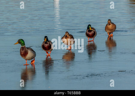 Enten in einer Reihe Stockente Stockfoto