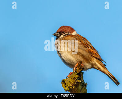 Feldsperling Filey Dämme Stockfoto