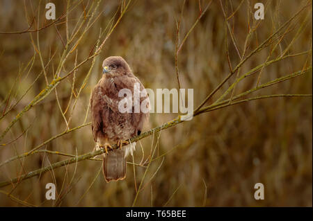Mäusebussard Filey Dämme gehockt Stockfoto