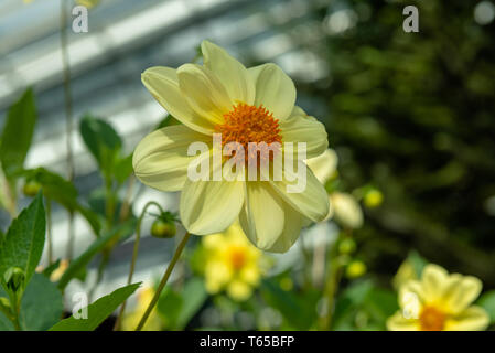 Eine Nahaufnahme einer Sonnenblume, wissenschaftlicher Name der Blume ist Helianthus. Stockfoto