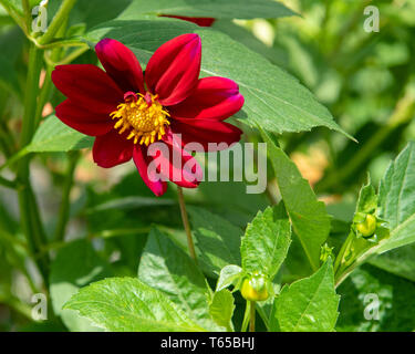 Nahaufnahme einer gemeinsamen Zinnia (wissenschaftlicher Name Zinnia elegans) eine jährliche blühende Pflanze. Sie ist heimisch in Mexiko, ist aber auf der ganzen Welt angebaut. Stockfoto