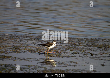 Gemeinsame Stelzenläufer, Himantopus himantopus, Nordsee, Europa Stockfoto