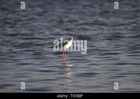 Gemeinsame Stelzenläufer, Himantopus himantopus, Nordsee, Europa Stockfoto