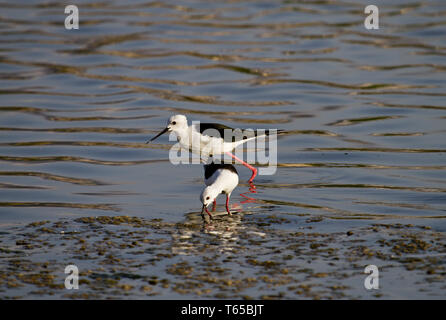 Gemeinsame Stelzenläufer, Himantopus himantopus, Nordsee, Europa Stockfoto