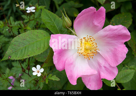 Hagebutte oder Hund Rose, Rosa Canina Stockfoto