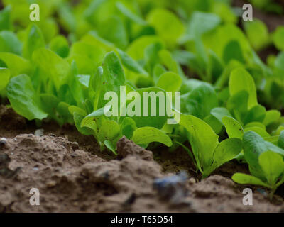 Junger Kopfsalat Pflanzen im Garten Stockfoto