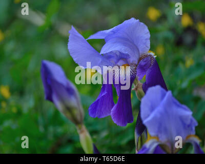 Violette Iris im Garten Stockfoto