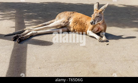 Wunderbares Beispiel der Australischen Känguru in der Sonne liegend Stockfoto