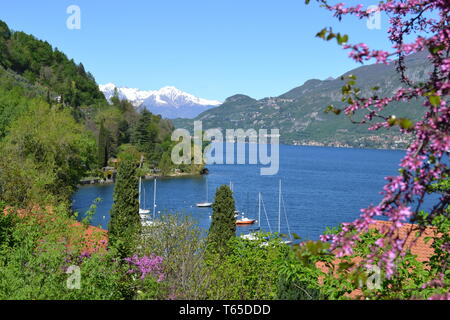 Schönen Panoramablick auf den Comer See in der Nähe von Bellagio mit verankert Segelboote, violette Bäume und italienischen Alpen durch Schnee in einer Feder sonnigen Tag abgedeckt. Stockfoto