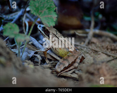 Rana temporaria Frosch versteckt im Garten Stockfoto