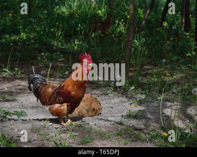 Hahn und Henne auf einem Bauernhof, Gallus gallus domestcus Stockfoto