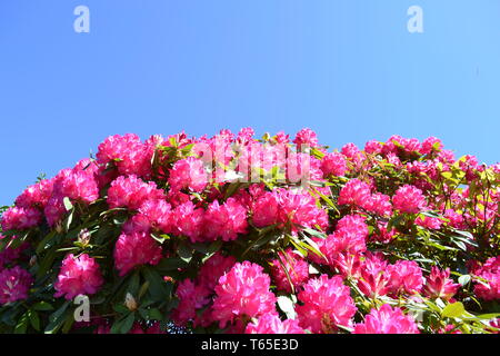 Schönen sonnigen Tag im Frühjahr Nahaufnahme zu rosa Rhododendron Blumen blühen im Garten. Stockfoto