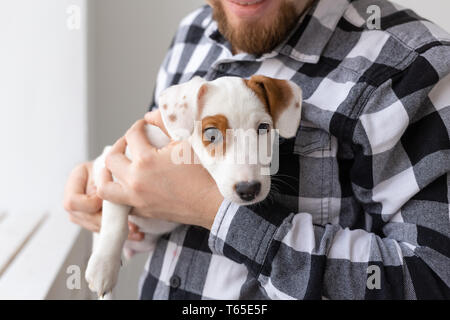 Menschen- und PET-Konzept - Nahaufnahme Portrait von Jack Russell Terrier Welpen sitzen auf die Hände des Menschen Stockfoto