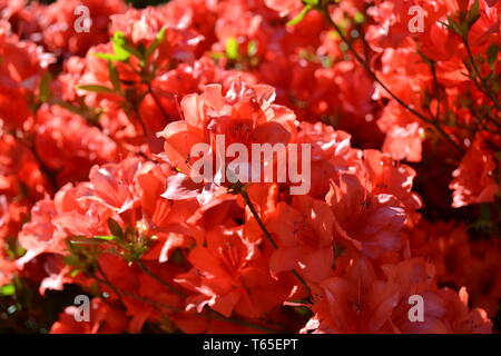 Schönen sonnigen Tag im Frühjahr Nahaufnahme zu rosa Rhododendron Blumen blühen im Garten. Stockfoto