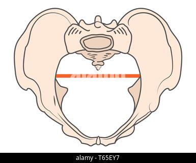 Anthrepoid Becken Form w Runde oder ovale Form Stock Vektor