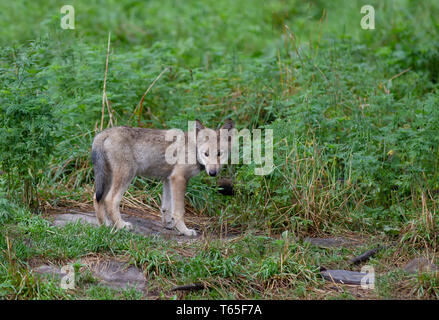 Timber Wolf oder grauen Wolf Canis lupus Pup auf einer Felsenklippe im Herbst in Kanada Stockfoto