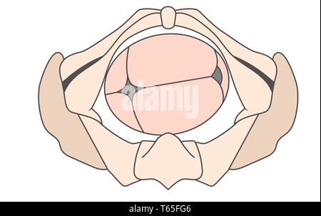 Links Hinterhauptbein Quer w Los Baby Fetus Becken ROT Rechts Stock Vektor