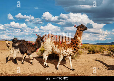 Ein Lama und sein Baby (Lama glama) Lamas sind Höhen heimischen Kameliden aus den Anden in Südamerika Stockfoto