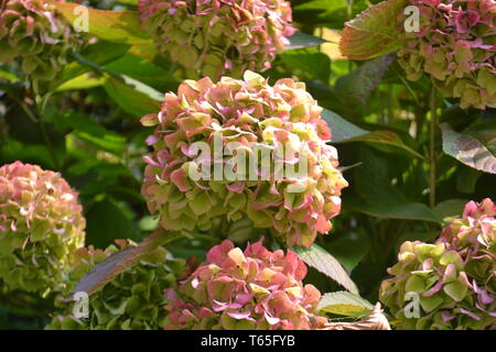 Nahaufnahme zu Big pink grün Staats hortensia Blumen in einem Garten im Herbst sonniger Tag unter Sonnenlicht. Stockfoto