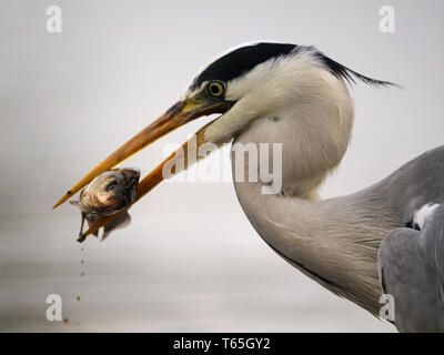 Graureiher Ardea cinerea Stockfoto