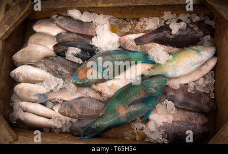 Sortiment an frischen Fisch an der Fischhändler Stockfoto