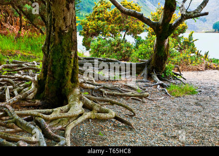 Baum im Wald, Nationalpark Killarney, County Kerry, Republik von Irland Stockfoto