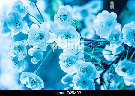Nahaufnahme von Wild Cherry (Prunus avium 'Plena') Stockfoto